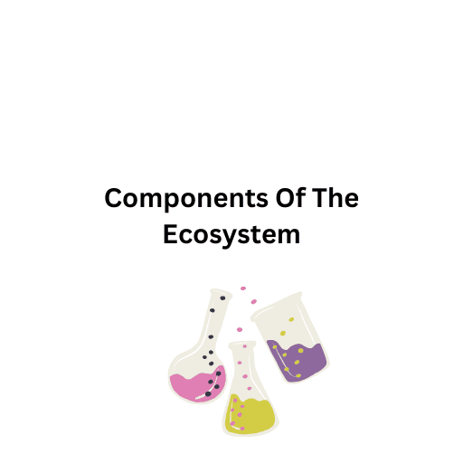 Components Of The Ecosystem